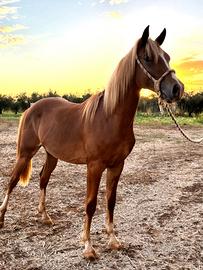 Cavallo