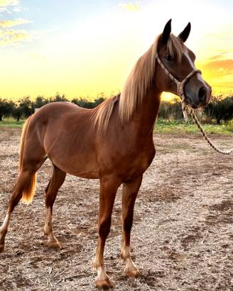 Cavallo