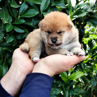 Originale cucciola Shiba