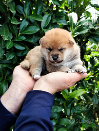 Originale cucciola Shiba