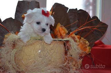 Allevamento ITALIANO maltese per natale