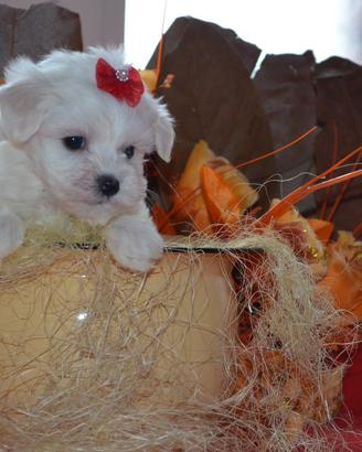 Allevamento ITALIANO maltese per natale