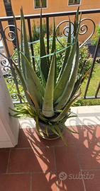 Aloe vera