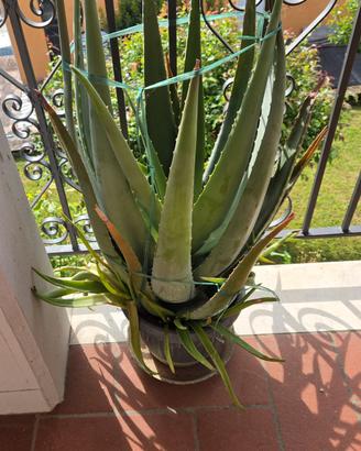 Aloe vera