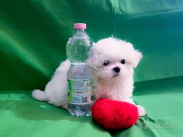 Cucciola maltese taglia piccola