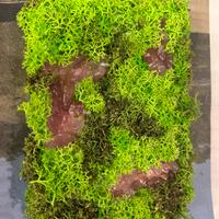 QUADRO MUSCHIO STABILIZZATO + QUARZO FRAGOLA