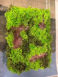 QUADRO MUSCHIO STABILIZZATO + QUARZO FRAGOLA