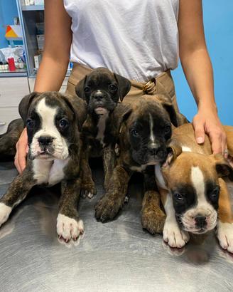 Boxer cuccioli PEDIGREE ENCI