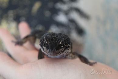 Geco leopardino