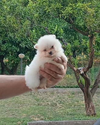 Volpina Spitz taglia nana a Salerno