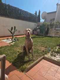 MASCHIO WEIMARANER x accoppiamento