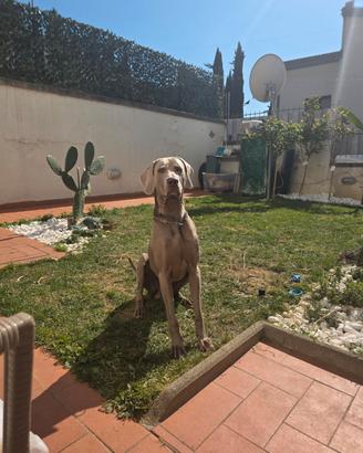 MASCHIO WEIMARANER x accoppiamento
