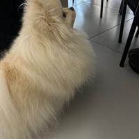 Femmina spitz per accoppiamento