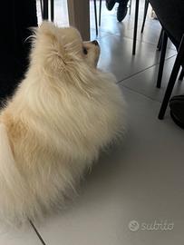 Femmina spitz per accoppiamento