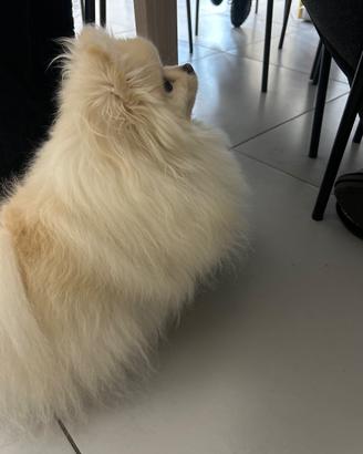 Femmina spitz per accoppiamento