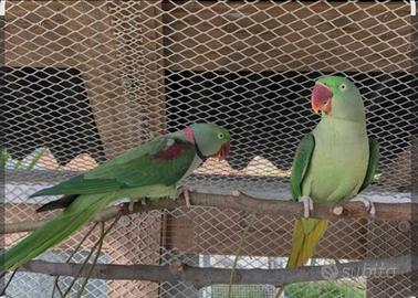 Coppia di Alessandrini