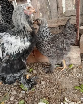 Pollo