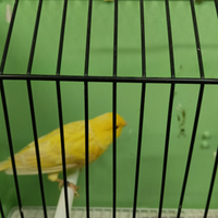 Canarino satiné maschio giallo intenso