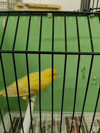 Canarino satiné maschio giallo intenso