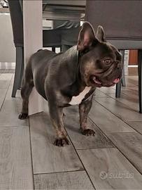 Bulldog esotico per monte