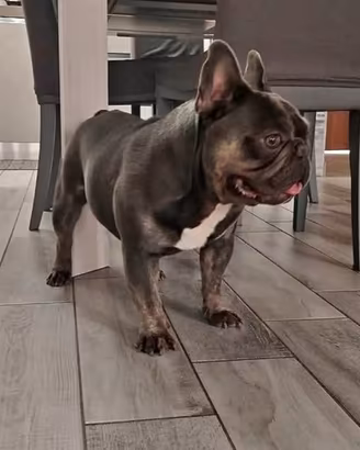 Bulldog esotico per monte