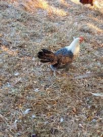 Pollo romagnolo