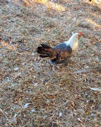 Pollo romagnolo