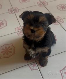 Yorkshire terrier