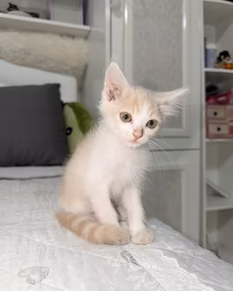 Gattino maschio