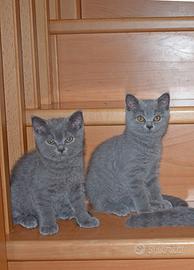Scottish Fold e Straight