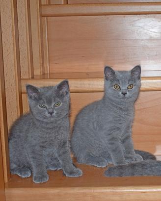 Scottish Fold e Straight
