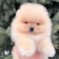 Spitz dí Pomerania femmina