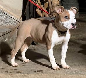 American Pitbull Terrier