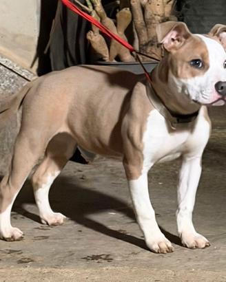 American Pitbull Terrier