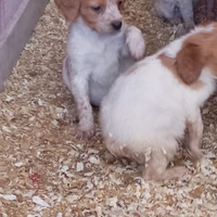 Cuccioli di Espagneul Breton
