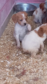Cuccioli di Espagneul Breton