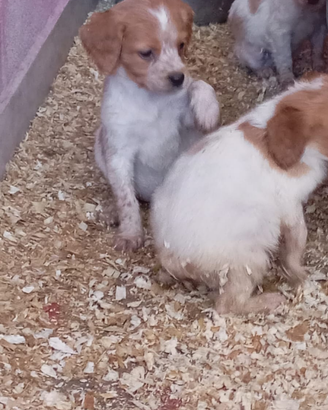 Cuccioli di Espagneul Breton