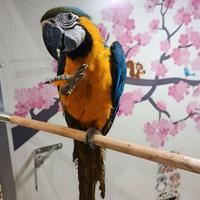 Pappagallo ara arauna