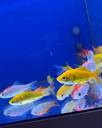 Shubunkin, sarasa e canarino da 10 cm carpe koi