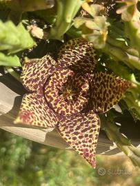 Stapelia