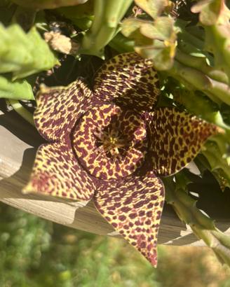 Stapelia