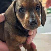 Cuccioli di Bassotto tedesco a pelo corto