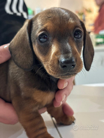 Cuccioli di Bassotto tedesco a pelo corto