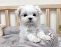 cucciolo-di-maltese