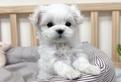 Cucciolo di Maltese