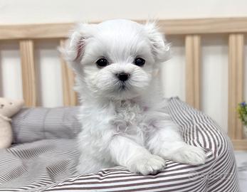 Cucciolo di Maltese