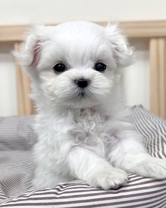 Cucciolo di Maltese