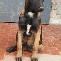 Razza Pura pastore Belga Malinois