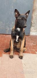 Razza Pura pastore Belga Malinois