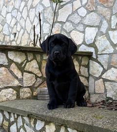 Cucciola di Labrador